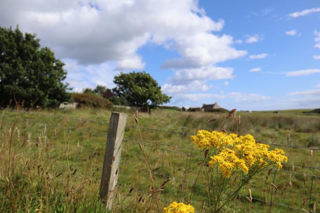Wildflowers and a fence post in a farmer&rsquo;s field, farmhouse in the distance