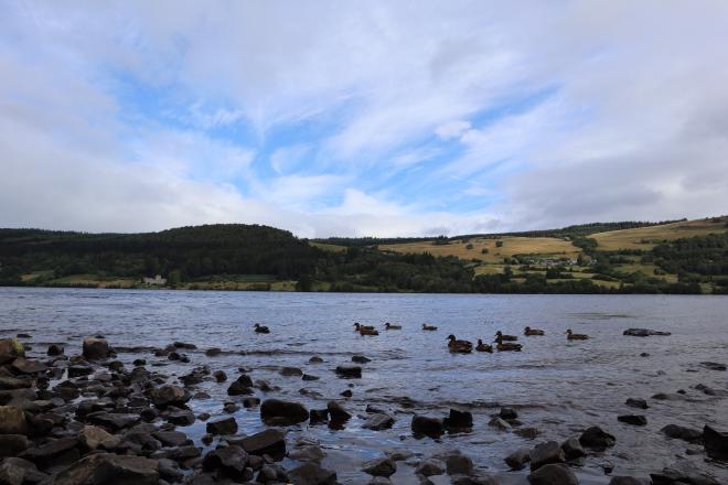 Mallards gathered by the rocky shore of a highland loch, hills rolling into the distance