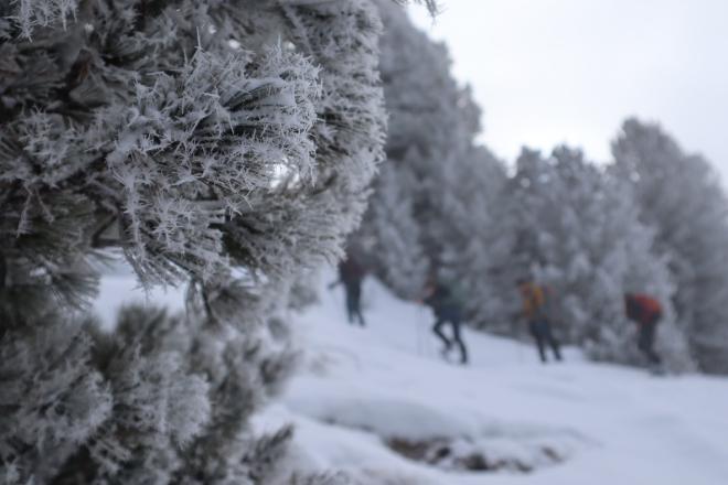 frost covered pine branch with hikers in forest