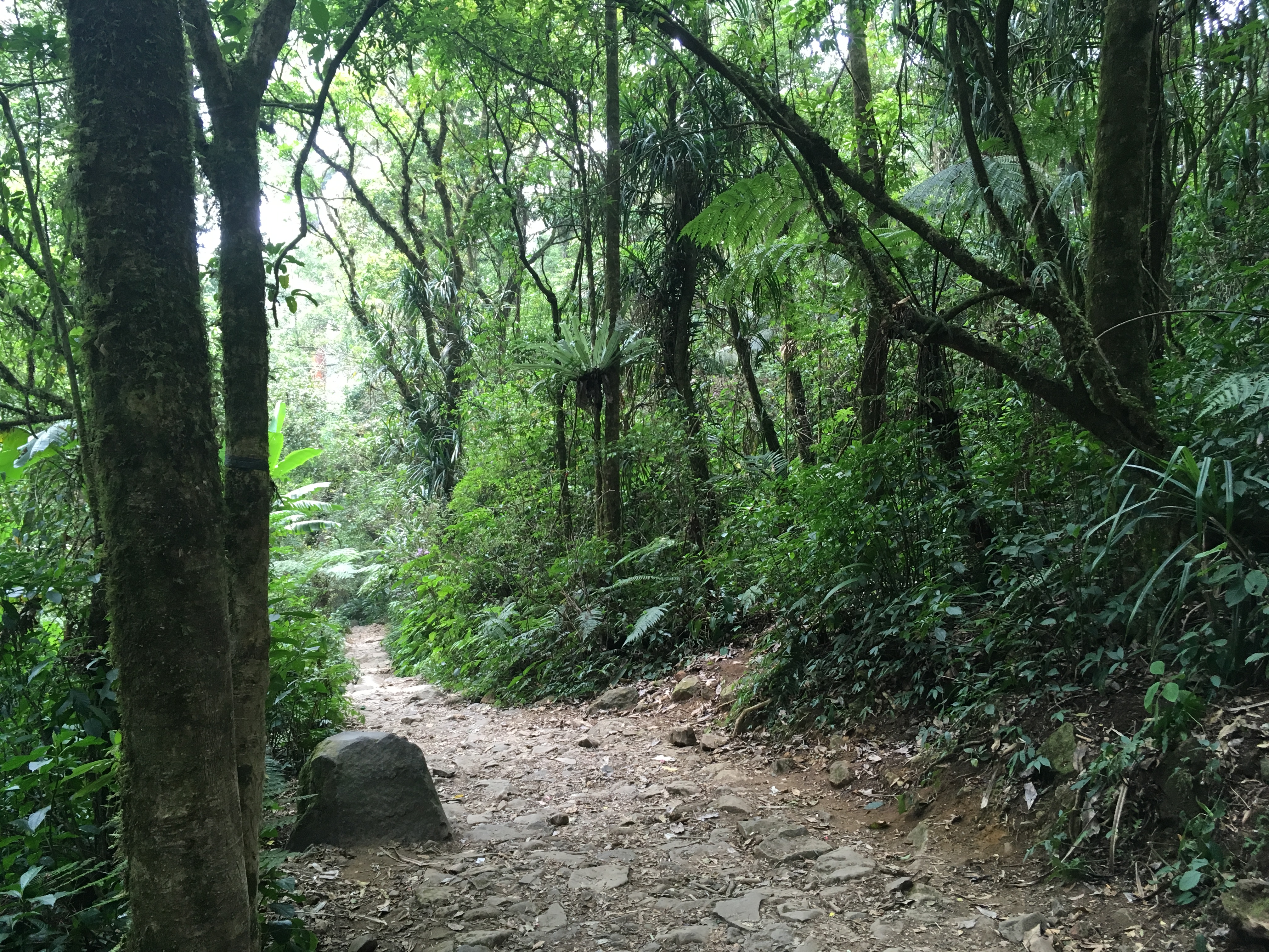 mt-pangrango-jakarta-2