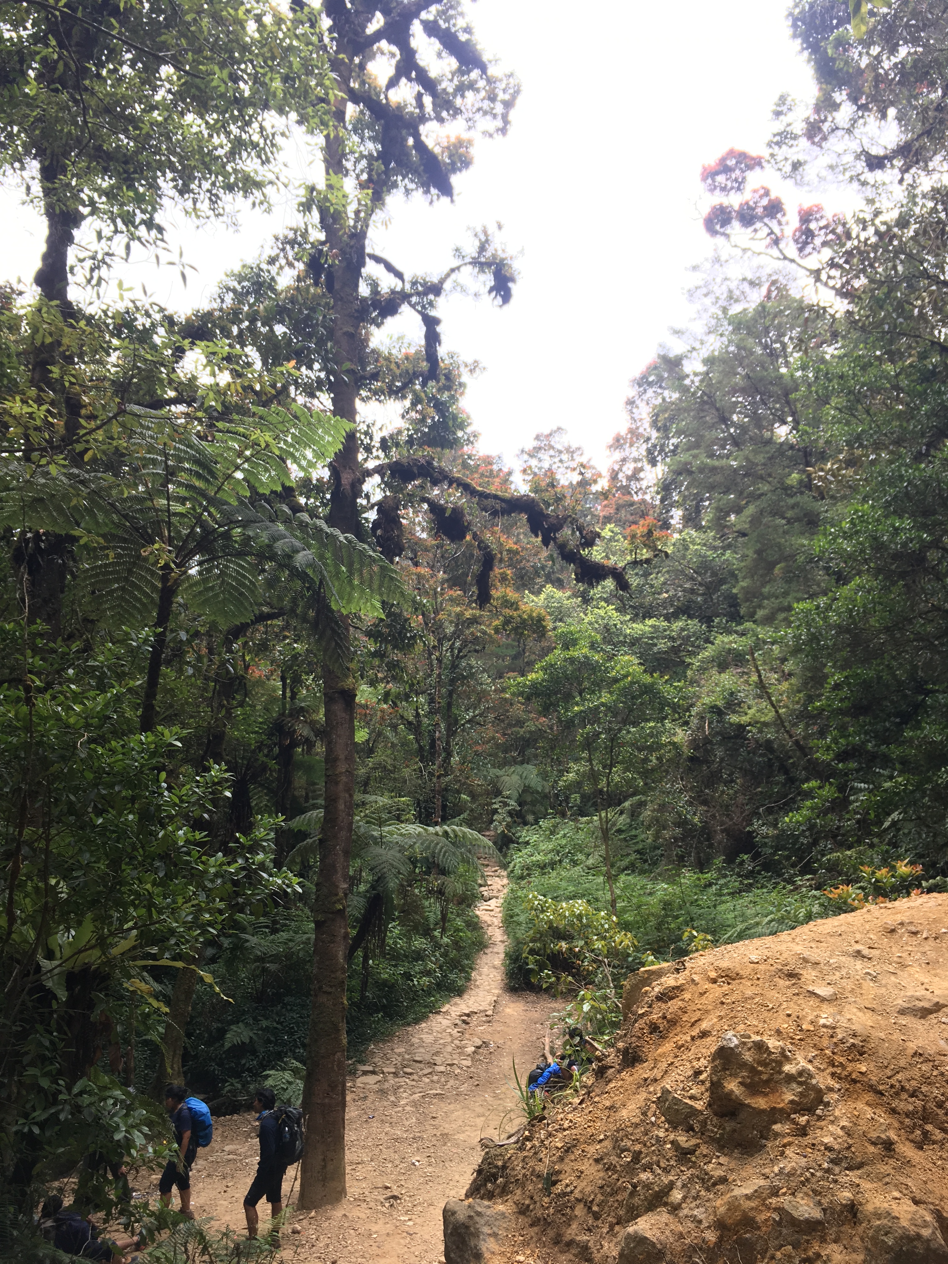 mt-pangrango-jakarta-4