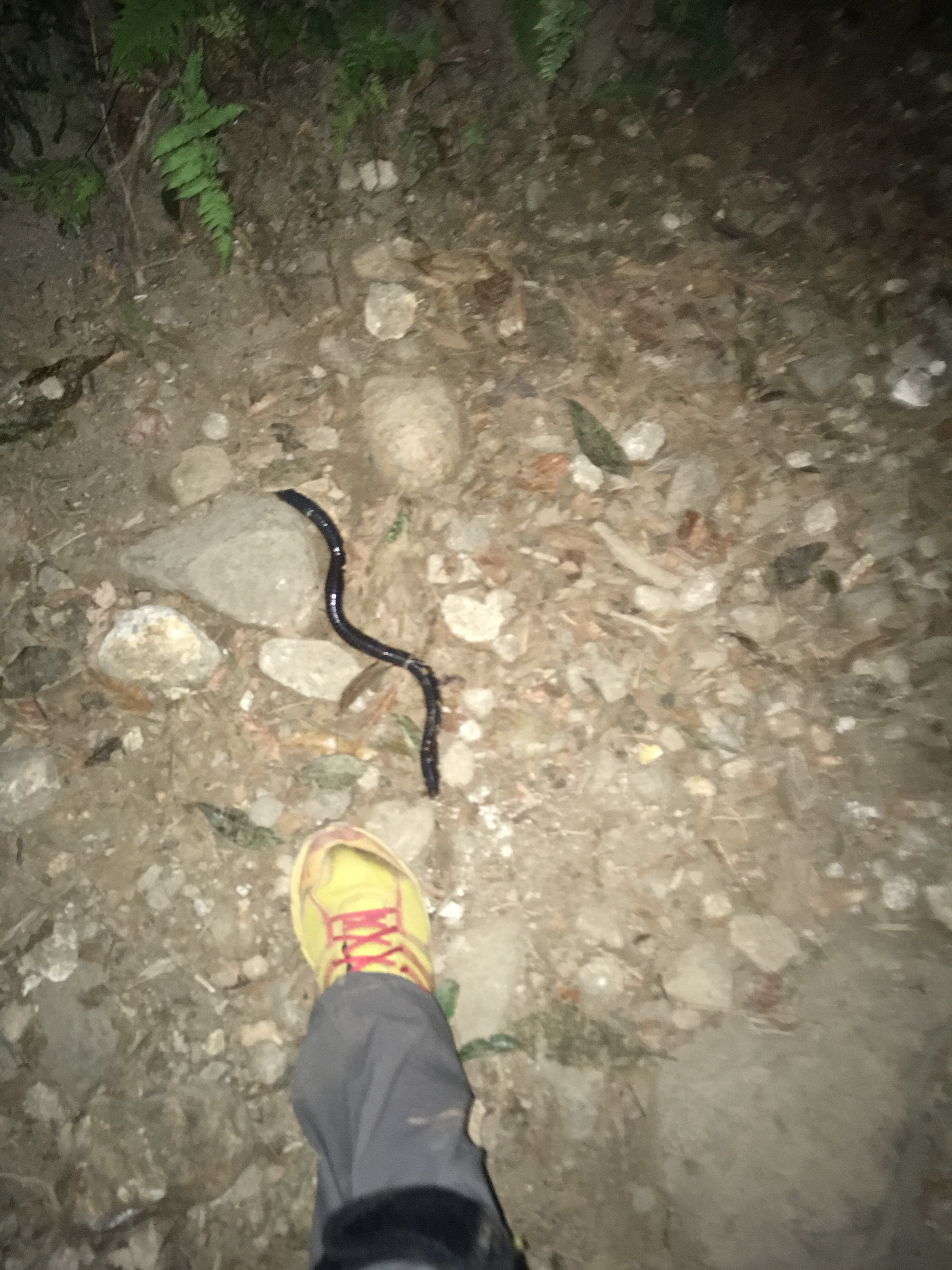 mt-pangrango-jakarta-11