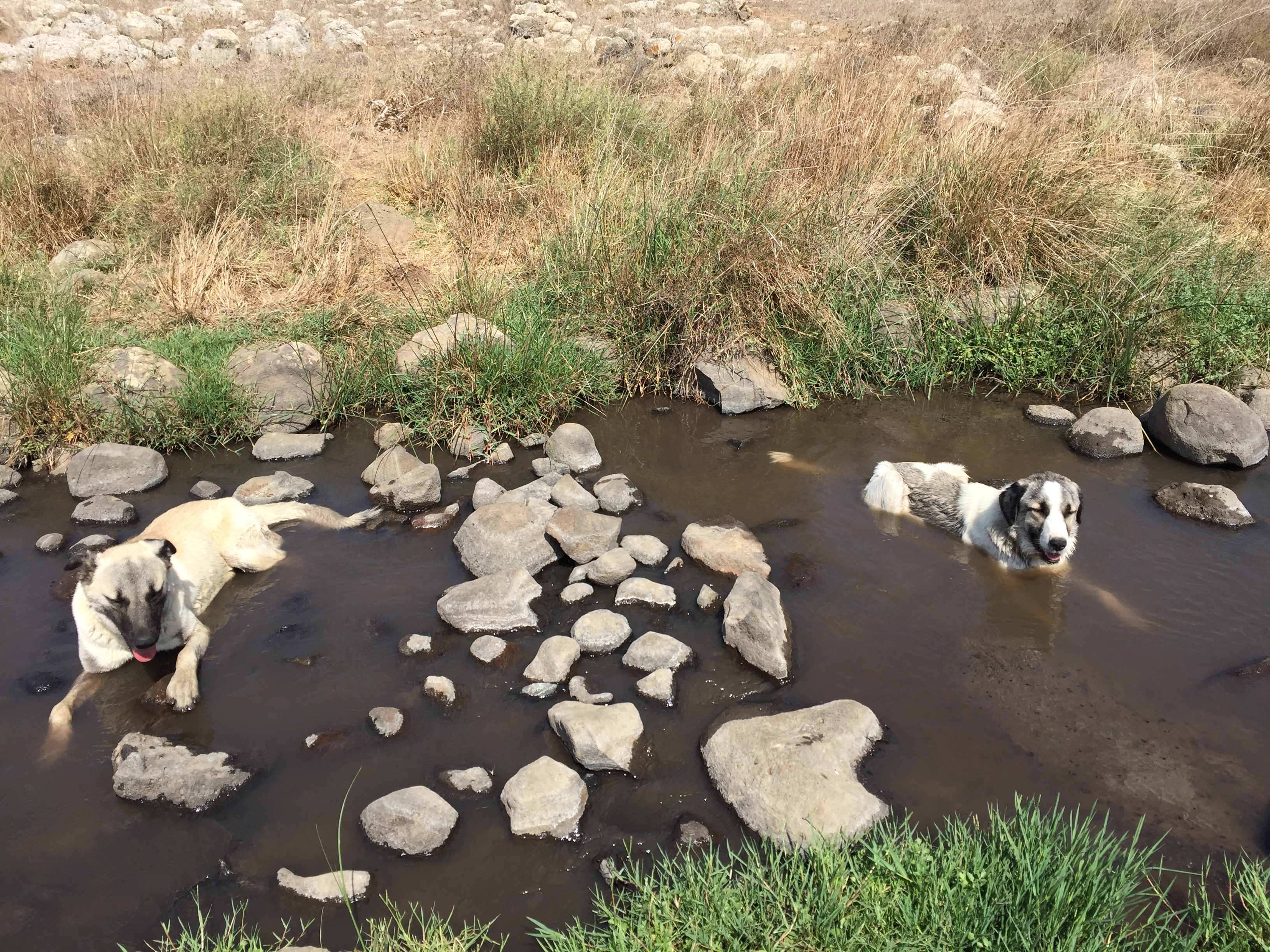 golan-trail-israel-22