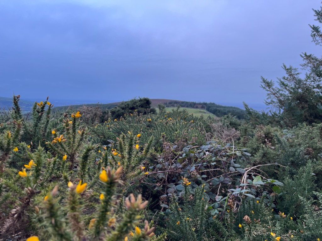 dublin-days-wicklow-5