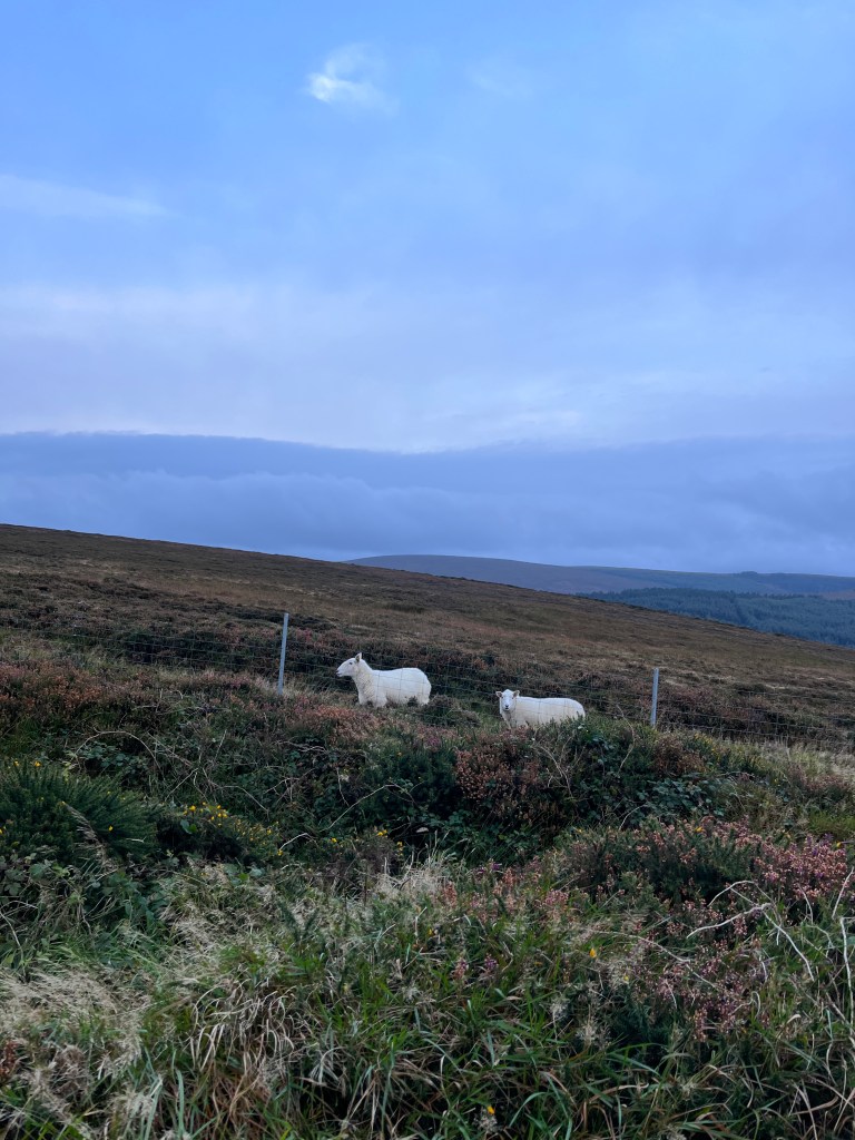 dublin-days-wicklow-6