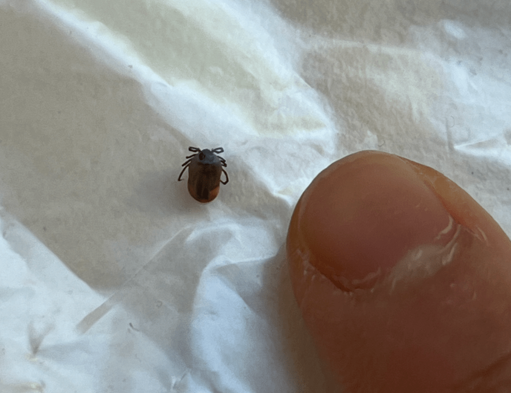 trad-climbing-course-11