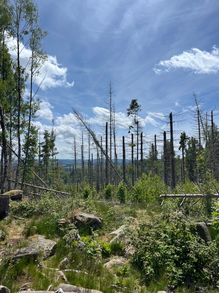 trad-climbing-course-6